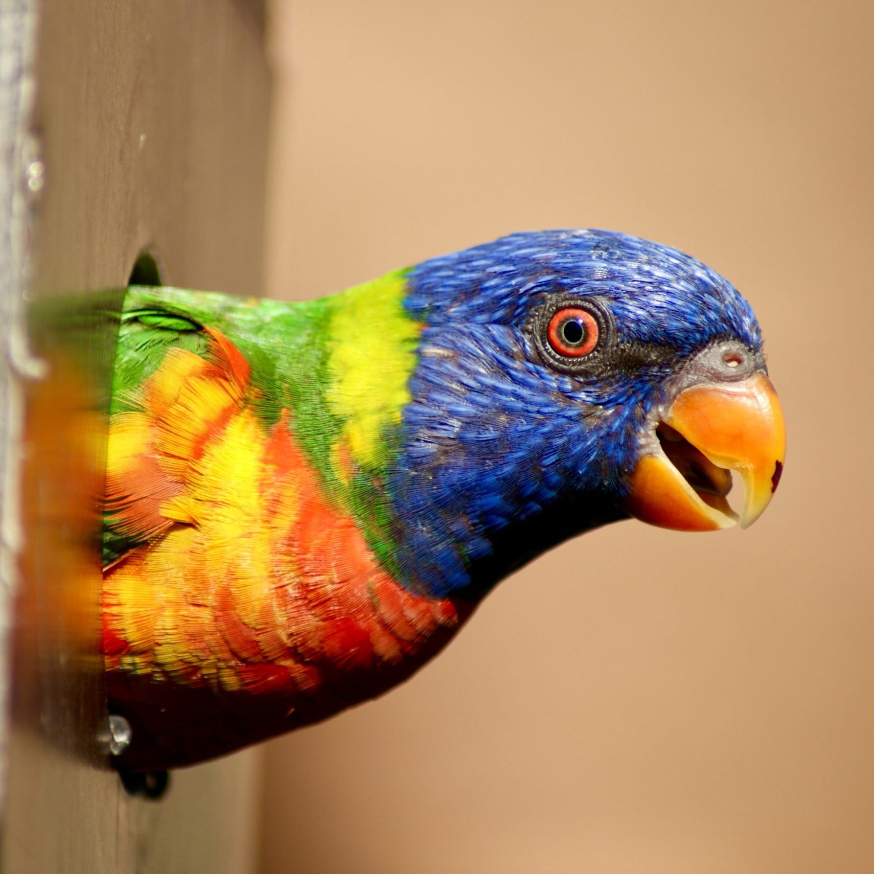 Feathered Rainbow