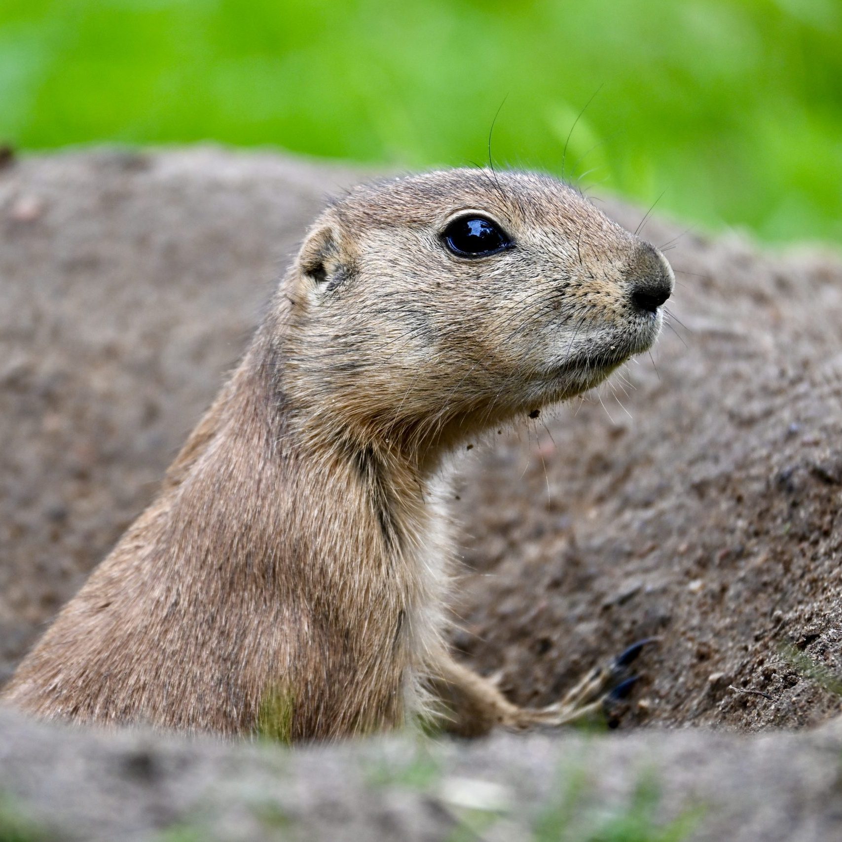 Fluffly Lookout