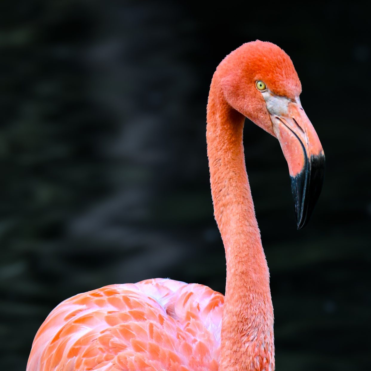 Balanced in Pink